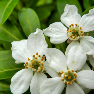 Choisya Ternata Mexican Orange Blossom