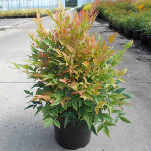 Nandina Domestica Gulf Stream (Heavenly Bamboo)