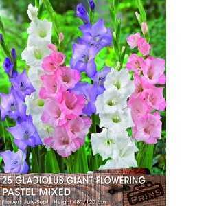 Gladioli Giant Flowering Pastel Mixed Bulbs 25 Per Pack
