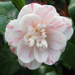 Buy Camellia Japonica Mary Williams: Cheap Camellia Shrubs Online