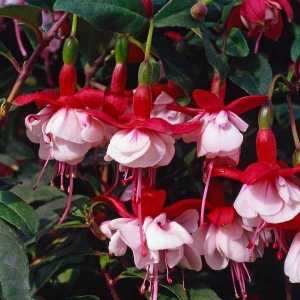 Fuchsia Snowcap