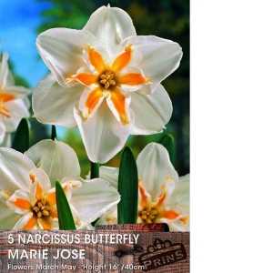 Daffodil Butterfly Marie Jose Bulbs 5 Per Pack