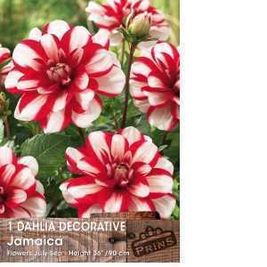 Dahlia Decorative Bulb Jamaica 1 Per Pack
