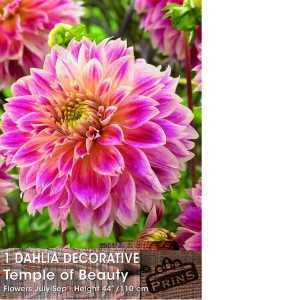 Dahlia Decorative Bulbs Temple Of Beauty 1 Per Pack