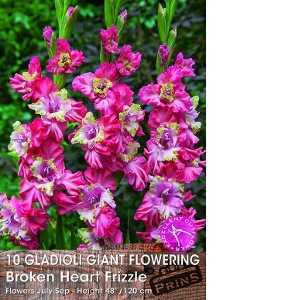 Gladioli Giant Flowering Broken Heart Frizzle 10 Per Pack