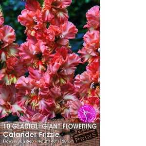 Gladioli Giant Flowering Calander Frizzle 10 Per Pack