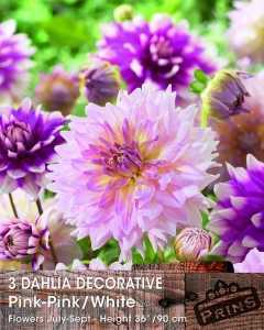 Dahlia Decorative Bulbs Pink / Pink-White 3 Per Pack