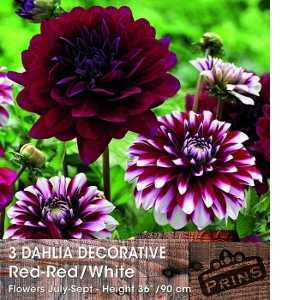Dahlia Decorative Bulbs Red/Red - White 1 Per Pack