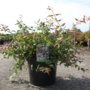 Kolkwitzia Amabilis Pink Cloud (Beauty Bush)