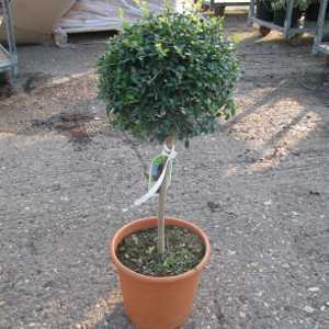 Ligustrum Delavayanum Topiary (Privet) Mini Standard 47cm Clear Stem 9ltr
