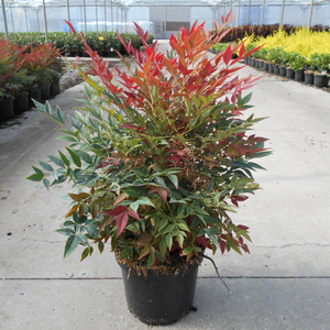 Nandina domestica 'Obsessed'