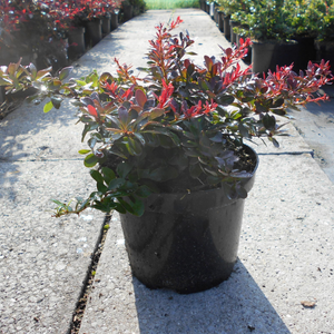 Berberis thunb. 'Atropurpurea Nana'