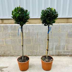 Bay Tree, Laurus Nobilis 1/2 Standard, 90cm Clear Stem