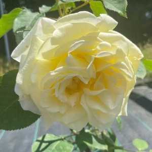 Elina Hybrid Tea Rose