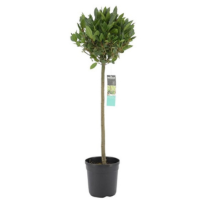 Laurus Nobilis (Bay Tree) 1/4 Standard