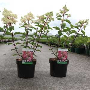 Hydrangea Paniculata Vanille Fraise