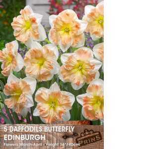 Daffodil Butterfly Edinburgh 5 Per Pack