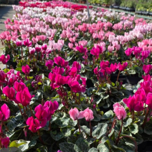 Cyclamen Mini Winter Cyclamen Mixed Colours Tray of 15