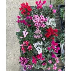 Cyclamen Mini Winter Cyclamen Mixed Colours Tray of 15