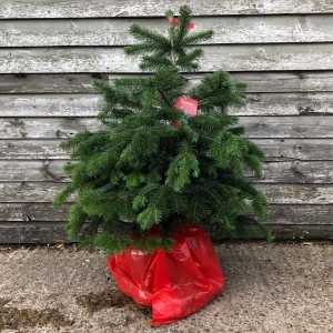 Nordmann Fir Non Drop Christmas Xmas Tree 80-100cm Pot Grown