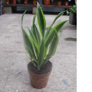 Dracaena Deremensis (Dragon Plant) House Plant