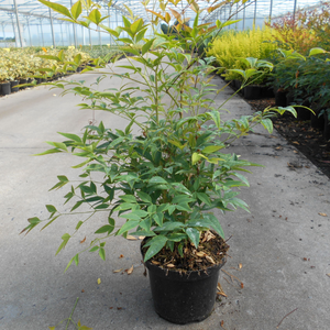 Nandina domestica (Heavenly Bamboo)