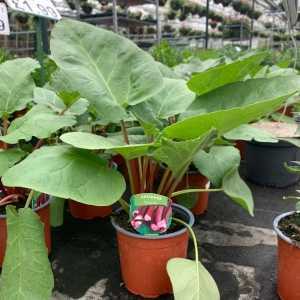 Rhubarb 'Victoria' Plant