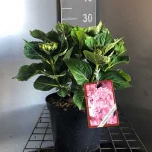 Hydrangea Macrophylla Rose 'Early Pink'