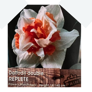 Daffodil Double Replete Bulbs 3kg bag
