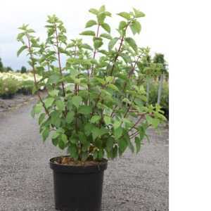 Hydrangea Paniculata Fraise Melba