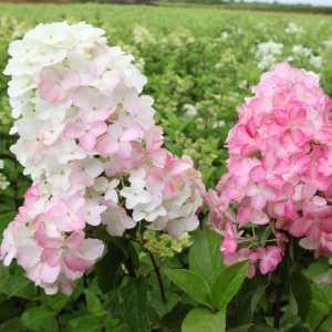 Hydrangea Paniculata Fraise Melba