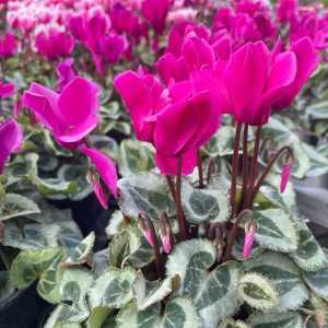 Cyclamen Mini Winter Potted Purple