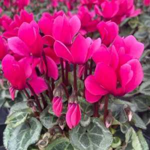 Cyclamen Mini Winter Potted Pink Bright