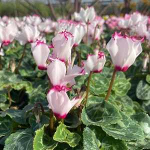 Cyclamen Mini Winter Potted Pink Edge