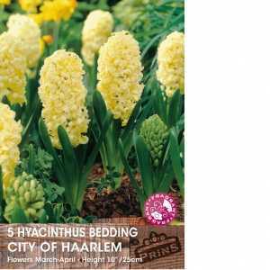Hyacinth Bedding City of Haarlem Bulbs 5 Per Pack