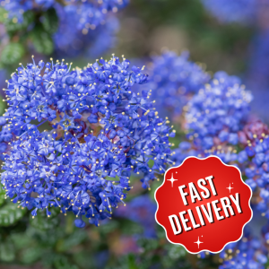 Ceanothus Impressus Victoria