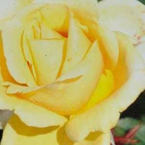 Simply Heaven Hybrid Tea Rose