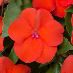 Impatiens Bizzie Lizzie Orange 10 Pack