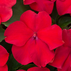 Impatiens Bizzie Lizzie Rose 10 Pack