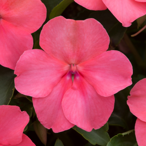 Impatiens Bizzie Lizzie Coral 10 Pack