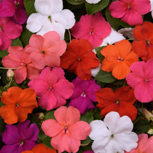 Impatiens Bizzie Lizzie Mixed 10 Pack