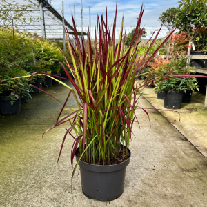 Imperata Red Baron