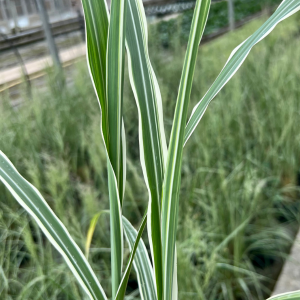 Miscanthus sinensis Cosmopolitan