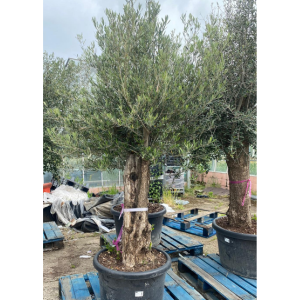 Olea Europaea - Olive Tree 100L