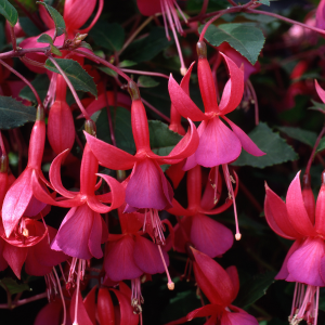 Fuchsia Beacon