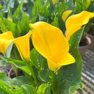 Calla Lily Yellow - Zantedeschia