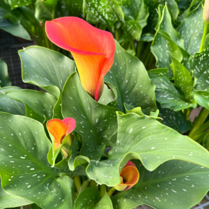 Calla Lily Orange - Zantedeschia