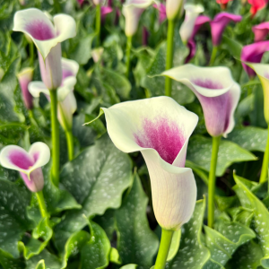 Calla Lily White and Purple - Zantedeschia