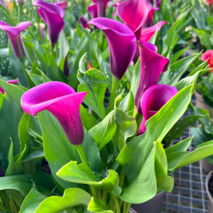 Calla Lily Purple Pink - Zantedeschia