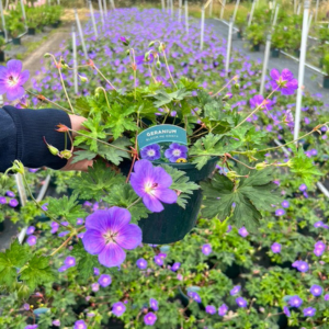 Geranium ‘Bloom Me Away’